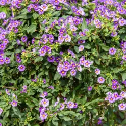 Nachtschade - Set van 6 - Lycianthes rantonnetii - Hoogte 25-40cm - ⌀9cm