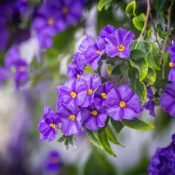 Nachtschade - Set van 6 - Lycianthes rantonnetii - Hoogte 25-40cm - ⌀9cm