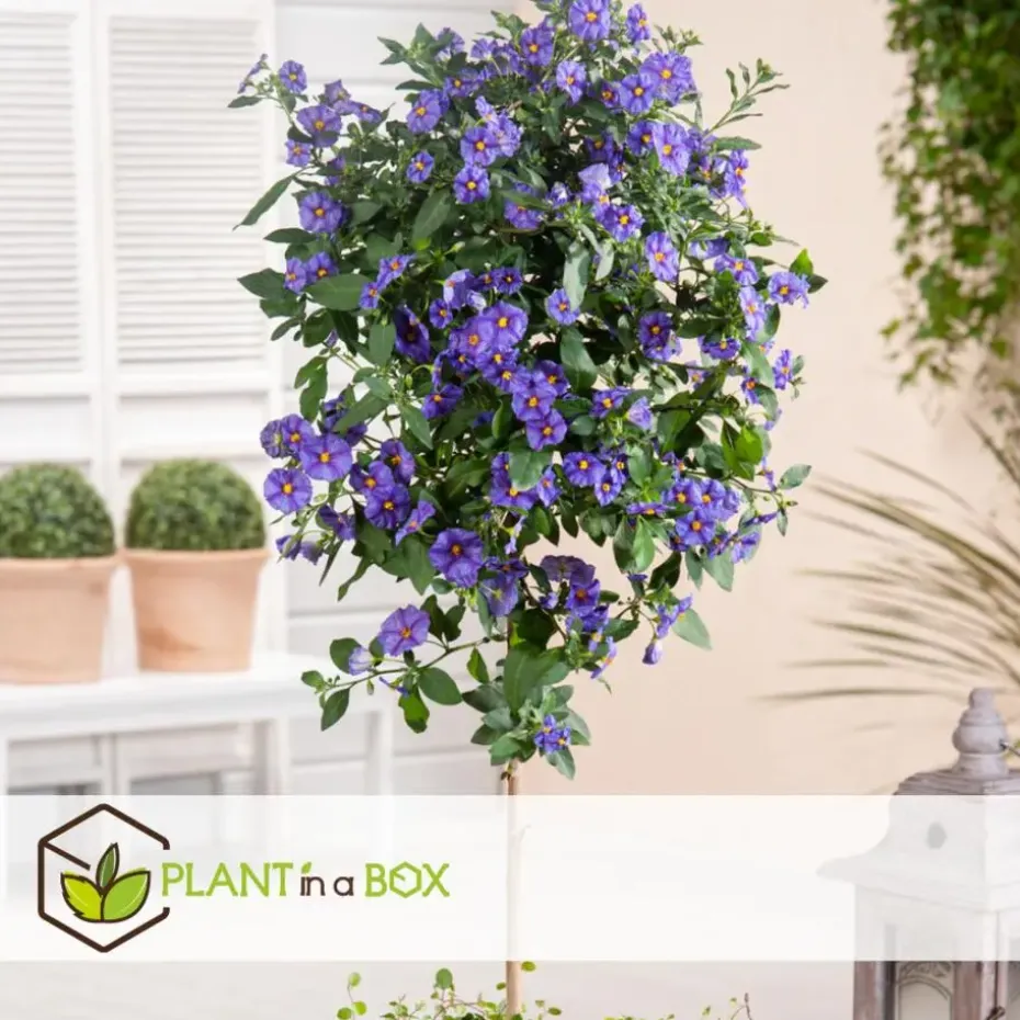 Nachtschade - Set van 6 - Lycianthes rantonnetii - Hoogte 25-40cm - ⌀9cm