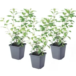 Nachtschade - Set van 3 - Lycianthes rantonnetii - Hoogte 25-40cm - ⌀9cm