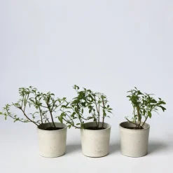 Nachtschade - Set van 3 - Lycianthes rantonnetii - Hoogte 25-40cm - ⌀9cm