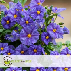 Nachtschade - Set van 3 - Lycianthes rantonnetii - Hoogte 25-40cm - ⌀9cm