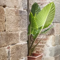 Olifantsoor - Alocasia 'Odora' - Hoogte 55-75cm - ⌀17cm