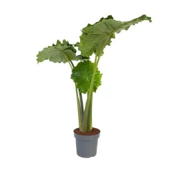 Olifantsoor - Alocasia 'Portodora' - Hoogte 110-120cm - ⌀32cm