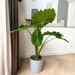 Olifantsoor - Alocasia 'Portodora' - Hoogte 110-120cm - ⌀32cm