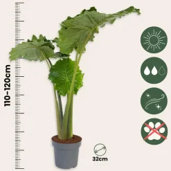 Olifantsoor - Alocasia 'Portodora' - Hoogte 110-120cm - ⌀32cm
