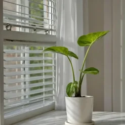 Olifantsoor - Set van 2 - Alocasia 'Macrorrhizos' - Hoogte 60-70cm - ⌀17cm