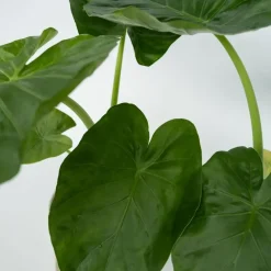 Olifantsoor - Set van 2 - Alocasia 'Macrorrhizos' - Hoogte 60-70cm - ⌀17cm