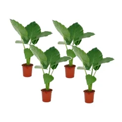 Olifantsoor - Set van 4 - Alocasia 'Macrorrhizos' - Hoogte 60-70cm - ⌀17cm