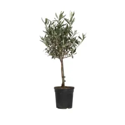 Olijfboom - Olea europaea - Hoogte 60-70cm - ⌀17cm