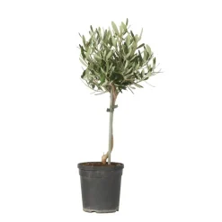 Olijfboom - Olea europaea - Hoogte 45-55cm - ⌀14cm