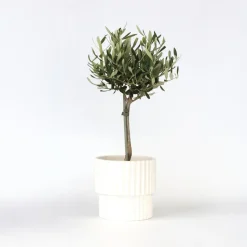 Olijfboom - Olea europaea - Hoogte 45-55cm - ⌀14cm