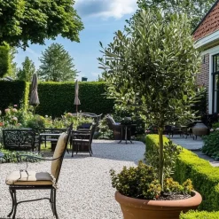 Olijfboom - Olea europaea - Hoogte 155-170cm - ⌀19cm