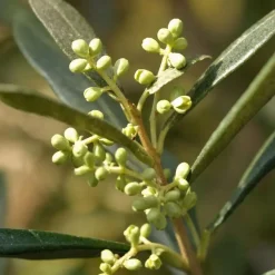 Olijfboom - Olea europaea - Hoogte 155-170cm - ⌀19cm