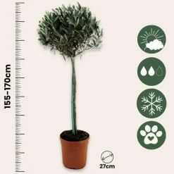 Olijfboom - Olea europaea - Hoogte 155-170cm - ⌀19cm