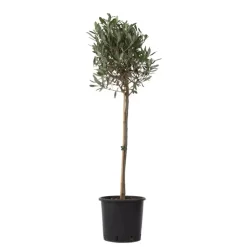 Olijfboom - Olea europaea - Hoogte 90-100cm - ⌀21cm