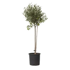 Olijfboom - Olea europaea - Hoogte 80-90cm - ⌀19cm