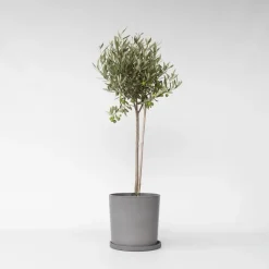 Olijfboom - Olea europaea - Hoogte 80-90cm - ⌀19cm