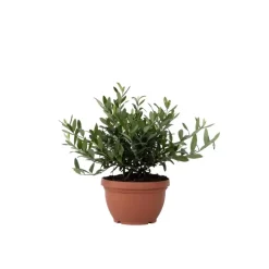 Olijfboom - Olea europaea - Hoogte 30-40cm - ⌀21cm