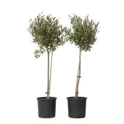 Olijfboom - Set van 2 - Olea europaea - Hoogte 80-90cm - ⌀19cm