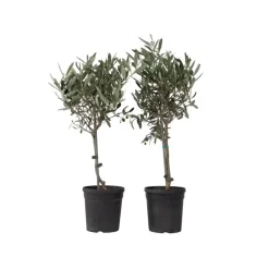 Olijfboom - Set van 2 - Olea europaea - Hoogte 50-60cm - ⌀14cm