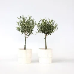 Olijfboom - Set van 2 - Olea europaea - Hoogte 50-60cm - ⌀14cm