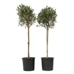 Olijfboom - Set van 2 - Olea europaea - Hoogte 90-100cm - ⌀21cm