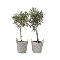 Olijfboom - Set van 2 - Olea europaea - Hoogte 50-60cm - ⌀14cm