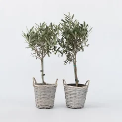 Olijfboom - Set van 2 - Olea europaea - Hoogte 50-60cm - ⌀14cm