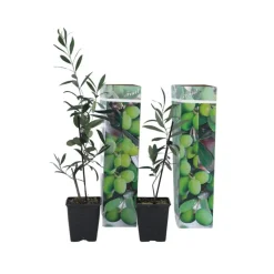 Olijfboom - Set van 2 - Olea europaea - Hoogte 25-40cm - ⌀9cm