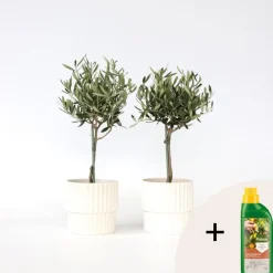 Olijfboom - Set van 2 - Olea europaea - Hoogte 50-60cm - ⌀14cm