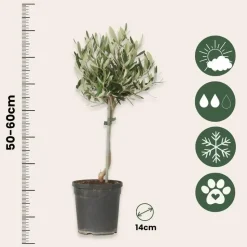 Olijfboom - Set van 2 - Olea europaea - Hoogte 50-60cm - ⌀14cm
