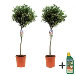Olijfboom met voeding - Set van 2 - Olea europaea - Hoogte 90-100cm - ⌀21cm