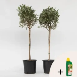 Olijfboom met voeding - Set van 2 - Olea europaea - Hoogte 90-100cm - ⌀21cm