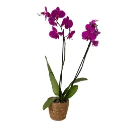 Orchidee - Phalaenopsis - Hoogte 50-60cm - ⌀12cm