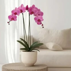 Orchidee - Phalaenopsis - Hoogte 50-60cm - ⌀12cm