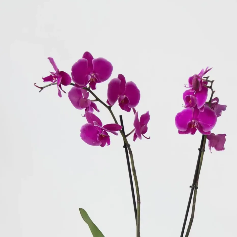 Orchidee - Phalaenopsis - Hoogte 50-60cm - ⌀12cm