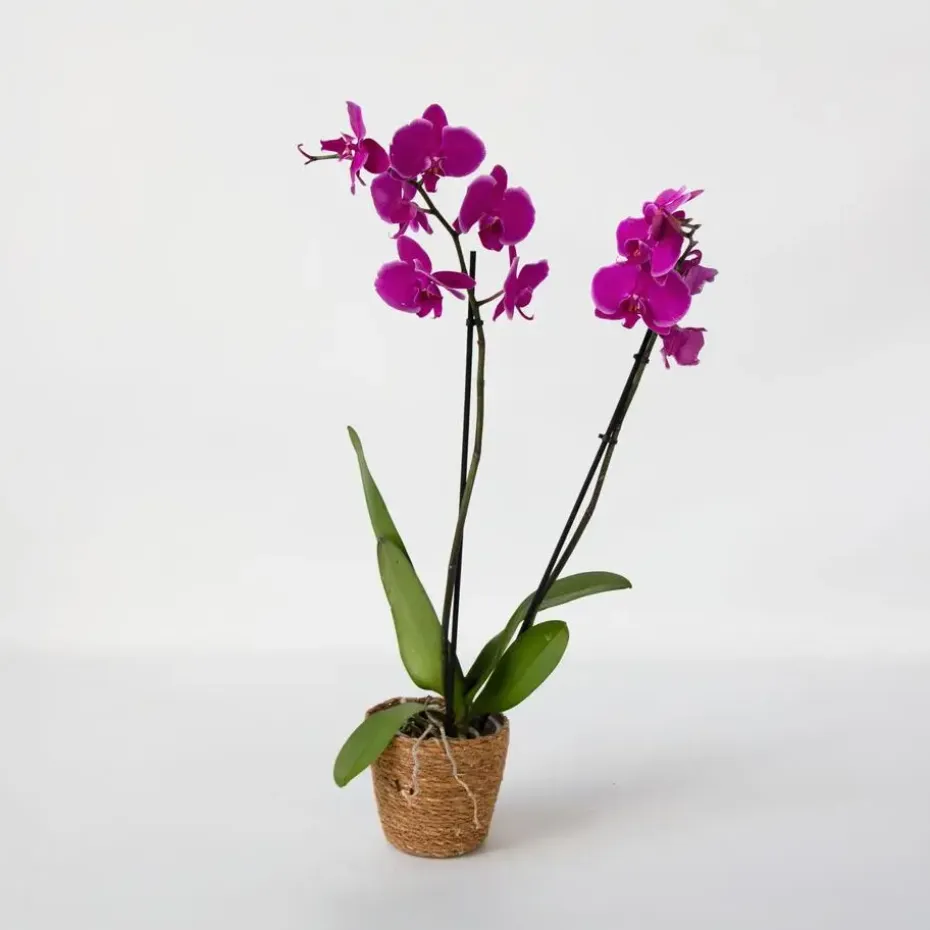 Orchidee - Phalaenopsis - Hoogte 50-60cm - ⌀12cm