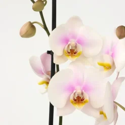 Orchidee - Phalaenopsis - Hoogte 50-60cm - ⌀12cm