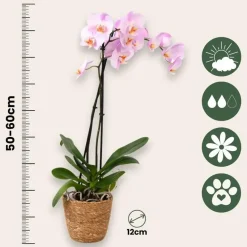 Orchidee - Phalaenopsis - Hoogte 50-60cm - ⌀12cm