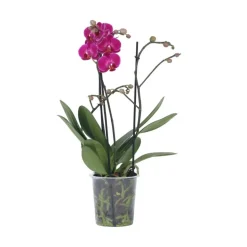 Orchidee paars - Phalaenopsis Multiflora - Hoogte 35-45cm - ⌀12cm