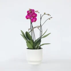 Orchidee paars - Phalaenopsis Multiflora - Hoogte 35-45cm - ⌀12cm