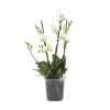 Orchidee wit - Phalaenopsis Multiflora - Hoogte 35-45cm - ⌀12cm