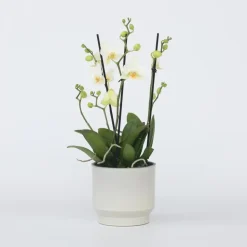 Orchidee wit - Phalaenopsis Multiflora - Hoogte 35-45cm - ⌀12cm