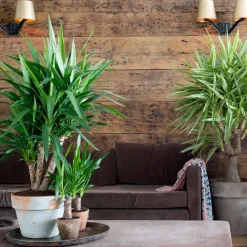 Palmlelie - Set van 3 - Yucca elephantipes - Hoogte 50-60cm - ⌀14cm