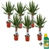 Palmlelie - Set van 6 - Yucca elephantipes - Hoogte 50-60cm - ⌀14cm