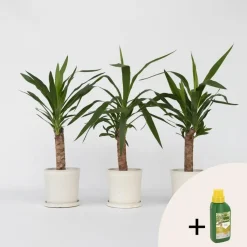 Palmlelie - Set van 6 - Yucca elephantipes - Hoogte 50-60cm - ⌀14cm