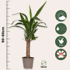 Palmlelie - Set van 6 - Yucca elephantipes - Hoogte 50-60cm - ⌀14cm