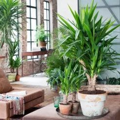 Palmlelie - Set van 6 - Yucca elephantipes - Hoogte 50-60cm - ⌀14cm