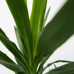 Palmlelie - Set van 6 - Yucca elephantipes - Hoogte 50-60cm - ⌀14cm